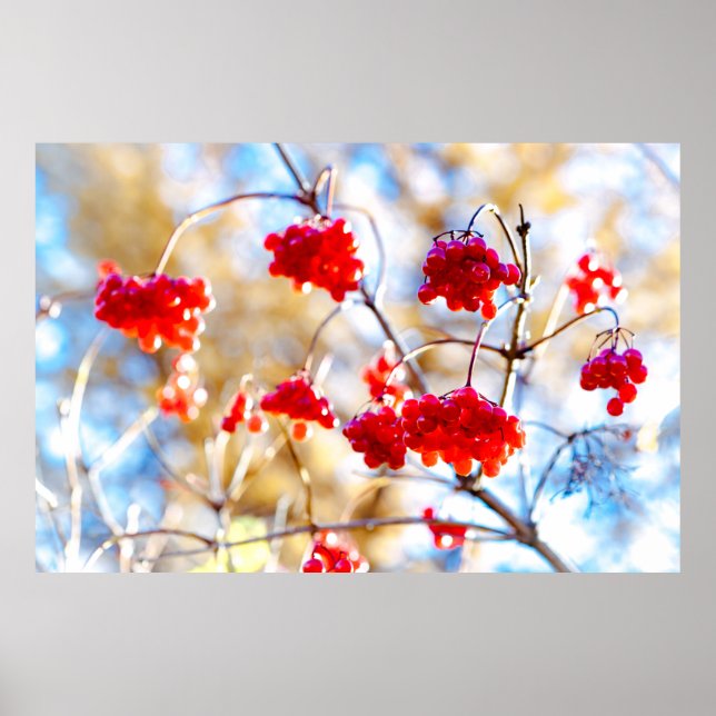 Póster Arrowwood Berries (Frente)