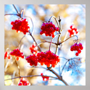 Póster Arrowwood Berries