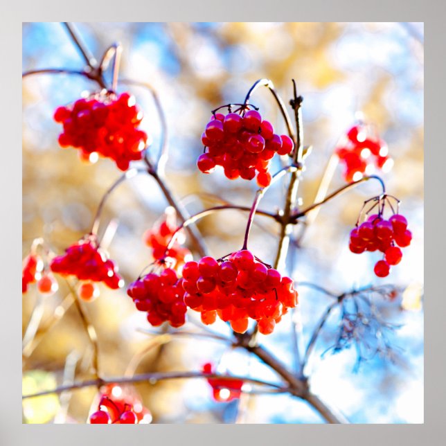 Póster Arrowwood Berries (Frente)