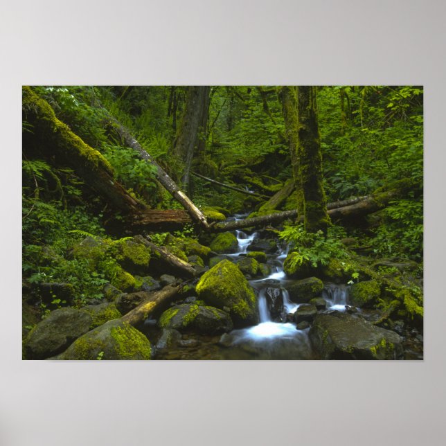 Póster Arroyo de Selva Templada en el río Columbia (Frente)