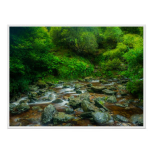 Póster Arroyo forestal en exuberante bosque (río Dargle)