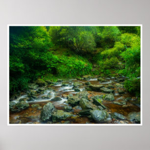 Póster Arroyo forestal en exuberante bosque (río Dargle)