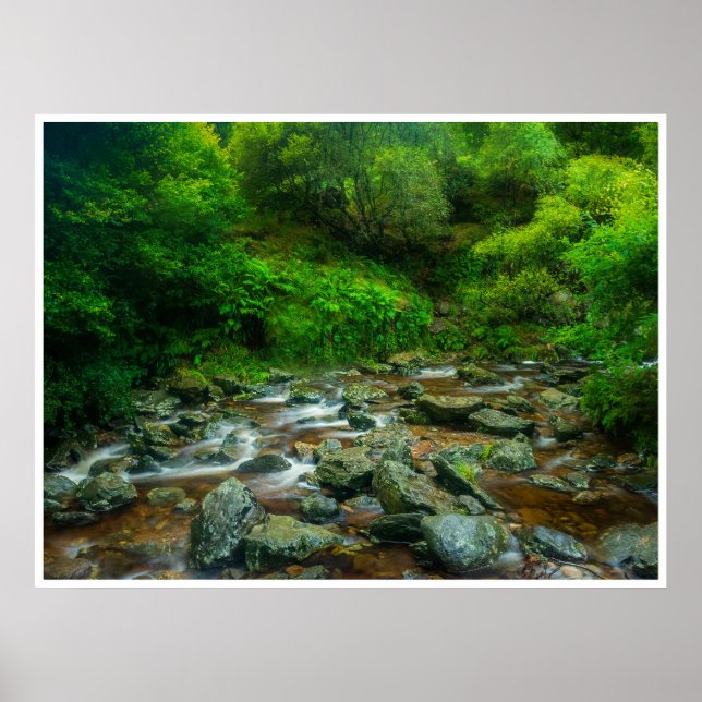 Póster Arroyo forestal en exuberante bosque (río Dargle) (Frente)