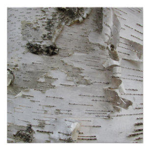 Póster Arroz de árbol de birch Peeling Old Photo Art