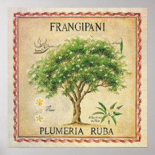 Póster Art déco botánico del árbol del Plumeria del