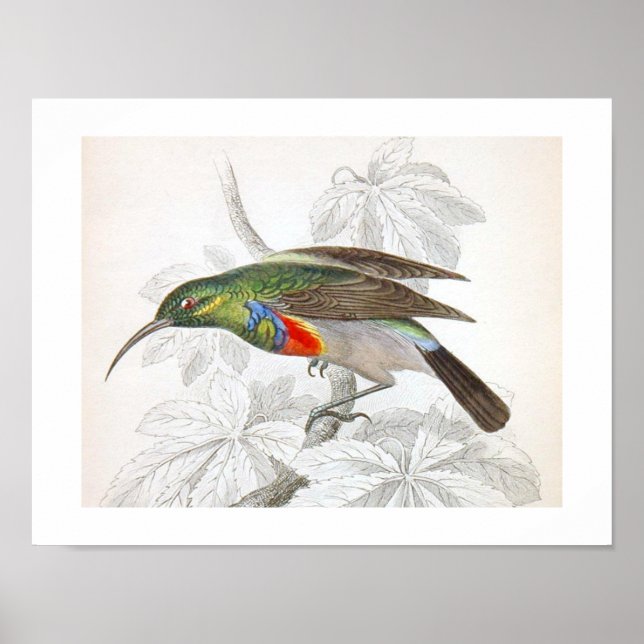 Póster Art Humming Bird (Frente)
