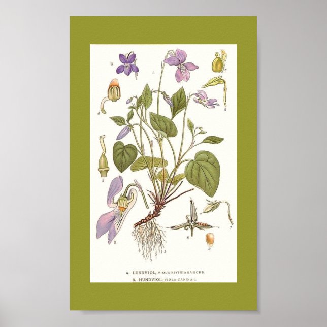 Póster Art-viola-riviana-viola-canina (Frente)