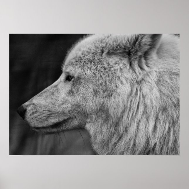 Póster Artc Wolf (Frente)