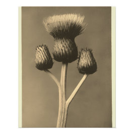 Póster Arte antiguo de cardo