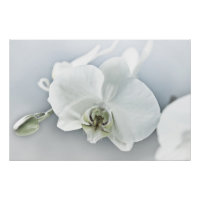 Arte Botánico de Orquídea Blanca Elegante