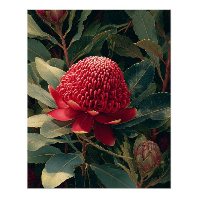 Póster Arte botánico de Waratah rojo vintage (Anverso)