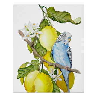 Póster Arte botánico en acuarela de periquito azul en lim