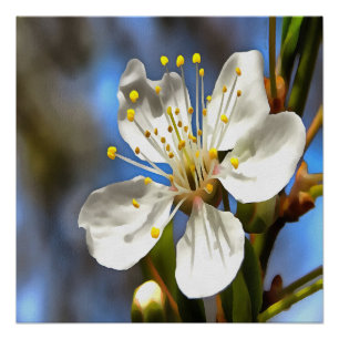 Póster Arte botánico Plum Blossom
