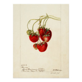 Póster Arte de arte de fresas de época