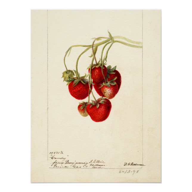 Póster Arte de arte de fresas de época (Anverso)