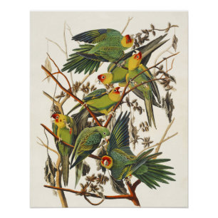 Póster Arte de ave loro de Carolina vintage de Audubon