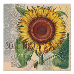 Póster Arte de Flor de Damasco Vintage Girasol