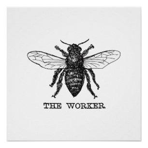 Póster Arte de ilustración de abeja obrera vintage