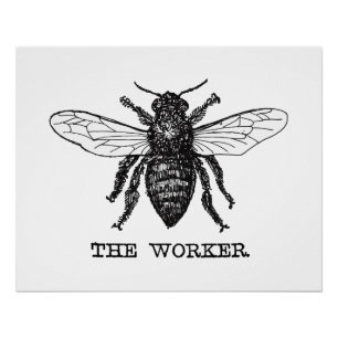 Póster Arte de ilustración vintage de abeja trabajadora