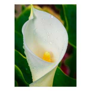 Póster Arte de Naturaleza Fotografía Macro Botánica Lirio