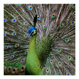 Póster Arte de pavo real elegante y plumas