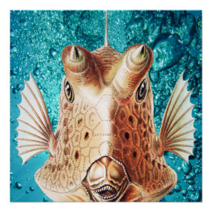 Póster Arte de Peces Hermosos por Earnst Haeckel