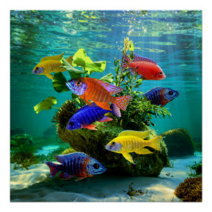 Póster Arte del acuario de African Cichlids Peacock Cichl