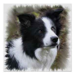 Póster Arte del border collie