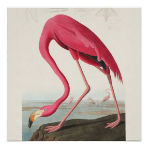 Póster Arte Flamingo Rosa
