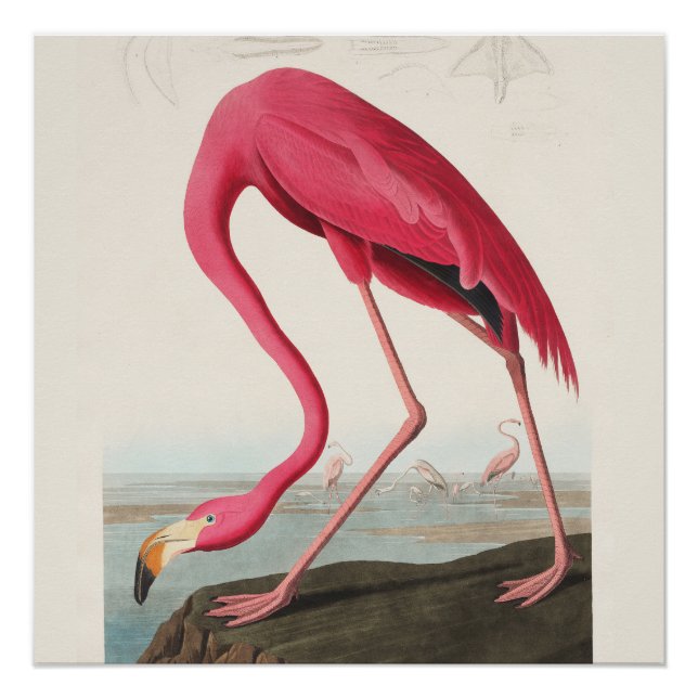 Póster Arte Flamingo Rosa (Anverso)