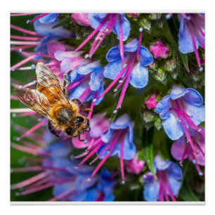 Póster Arte floral de abeja melífera en la pared Natura