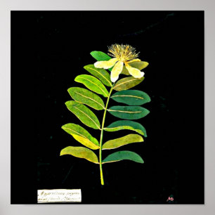 Póster Arte-Maria Poster-Botánica Delany 13