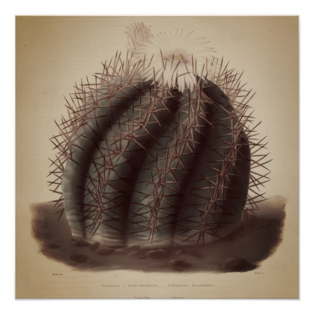 Póster Arte vintage de cactus (Anverso)