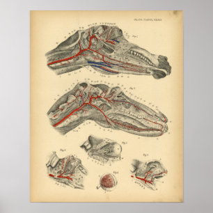 Póster Arterias de Caballo Nervios Anatomía 1908 Impresió