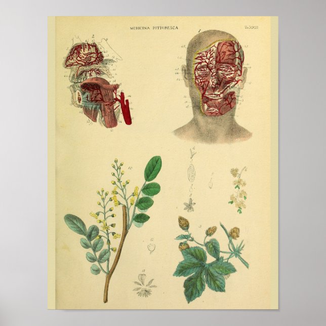 Póster Arterias faciales Plantas medicinales Anatomía Art (Frente)