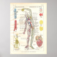 Arterias, venas Linfática Anatomía Poster Francés