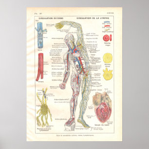 Póster Arterias, venas Linfática Anatomía Poster Francés