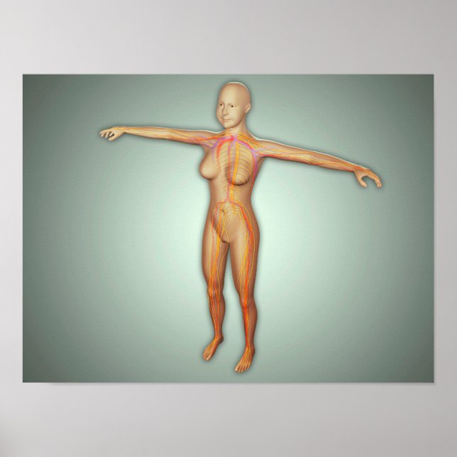 Póster Arterias, venas y sistema nervioso femenino (Frente)