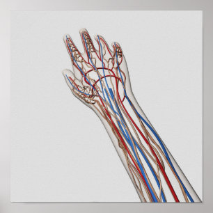 Póster Arterias, venas, y System 3 linfático