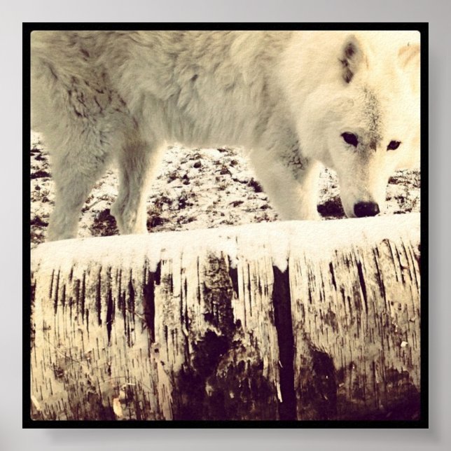 Póster Arthur el lobo (Frente)