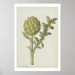 Póster Artichoke: Cynara scolymus, c.1568