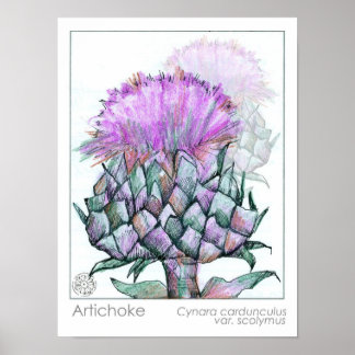 Póster Artichoke Planta Flores Púrpuras Hierba Medicinal 