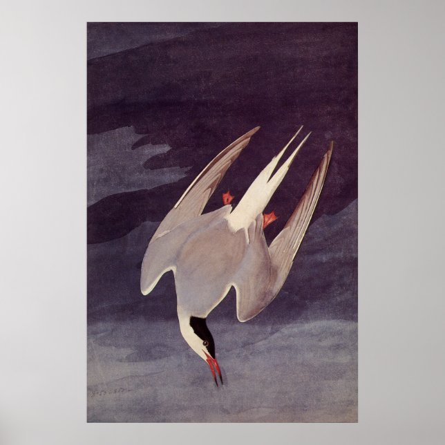 Póster Ártico, por John James Audubon, pájaros de época (Frente)