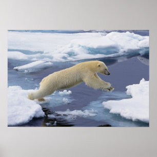 Póster Ártico, Svalbard, Oso polar extendiéndose