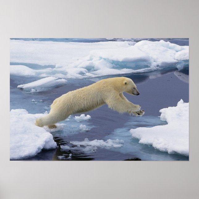 Póster Ártico, Svalbard, Oso polar extendiéndose (Frente)