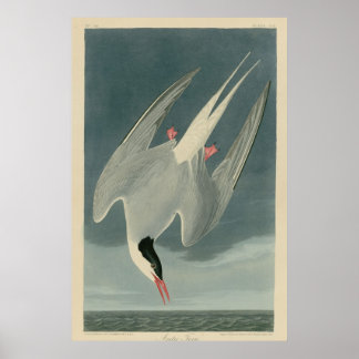 Póster Ártico Tern