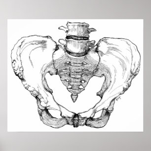 Póster Articulated Pelvis