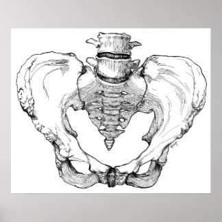Póster Articulated Pelvis