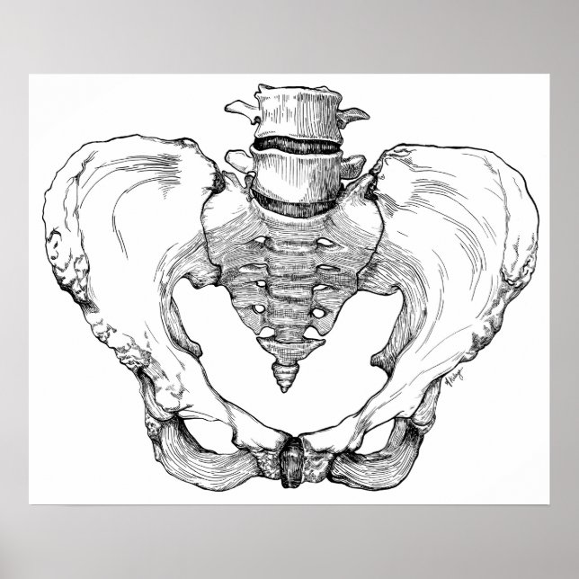 Póster Articulated Pelvis (Frente)