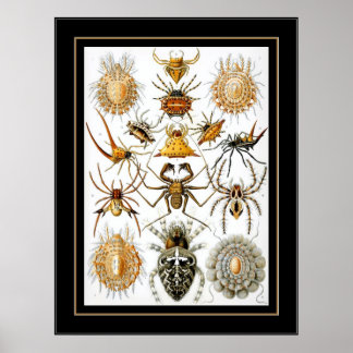 Póster Artista de cosecha poster Ernst Haeckel Arachnida